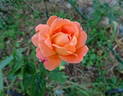 L'Oréal Trophy rose photo