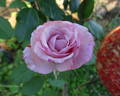 Pink Crystal rose photo