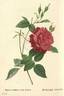 <i>Rosa chinensis</i> var. <i>cruenta</i> rose photo
