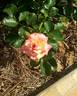 Soroptimist International rose photo