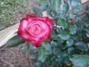 Baldo Villegas rose photo