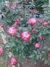 Baldo Villegas rose photo