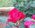 Tammy Clemons rose photo