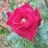 Daddy Frank rose photo