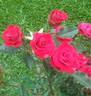 Daddy Frank rose photo