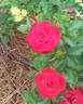 Daddy Frank rose photo