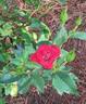 Daddy Frank rose photo