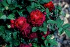 Arthur de Sansal rose photo