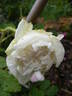 Blanche Simon rose photo