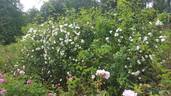 <i>Rosa arvensis plena</i> rose photo