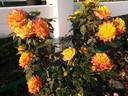 Rainbow Sunblaze ® rose photo