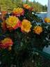 Rainbow Sunblaze ® rose photo