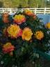 Rainbow Sunblaze ® rose photo