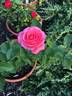 Grandma's Blessing rose photo