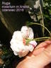 Ruga rose photo