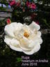 Ruga rose photo