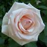 Joan Monica rose photo