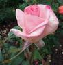 Joan Monica rose photo