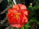 Above All rose photo