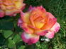 Mr. Chips rose photo