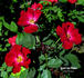 Stadt den Helder rose photo