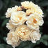 Callisto rose photo