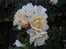 Callisto rose photo