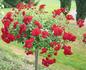 Bernensis rose photo