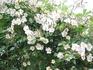 Gentiliana rose photo