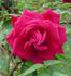 First Flight rose photo