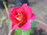 Alter Ego rose photo