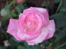 Agnes Winchel rose photo