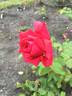 Arctic Flame rose photo
