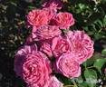 Dan Poncet ® rose photo