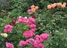 Dan Poncet ® rose photo