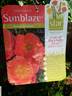 Amber Sunblaze ® rose photo