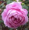 Heather Austin rose photo