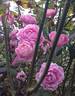 Heather Austin rose photo