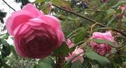 Heather Austin rose photo