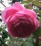 Heather Austin rose photo