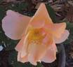 Jacquenetta rose photo