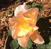 Jacquenetta rose photo