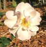 Jacquenetta rose photo