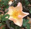 Jacquenetta rose photo