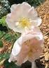 Jacquenetta rose photo