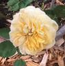 Yellow Charles Austin ® rose photo