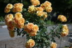 Eureka ™ rose photo