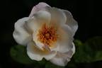 Arahan rose photo