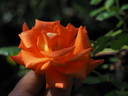 Monika ® rose photo