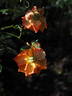 Monika ® rose photo